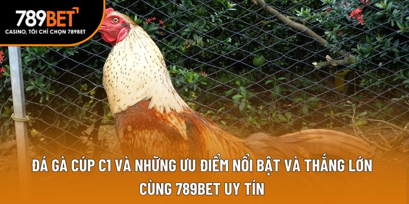 đá gà cúp c1